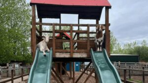 Two goats on a slide at Walnut Tree Farm